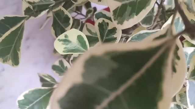 Ficus Triangularis Variegata Care | About | Propagation etc смотреть онлайн