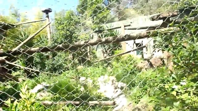 Zoo Lissabon Lisbon 2019 Neofelis nebulosa exhibit смотреть онлайн