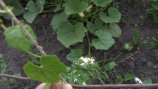 ДИКОВИНА. Мелотрия. Африканский огурец смотреть онлайн