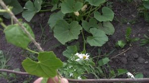 ДИКОВИНА. Мелотрия. Африканский огурец