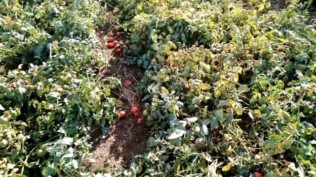 Томат сливка "Бенито, Пьетро россе, Дино" для открытого грунта смотреть онлайн