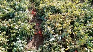 Томат сливка "Бенито, Пьетро россе, Дино" для открытого грунта