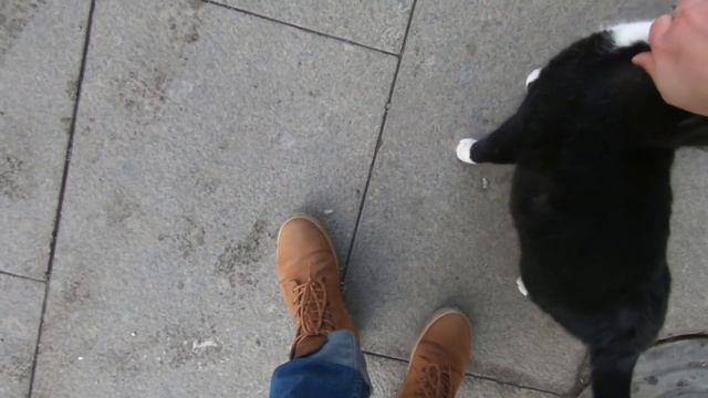 СМЕШНЫЕ КОТЫ|Большой чёрный красивый кот смотреть онлайн