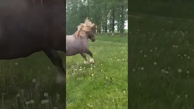 советский тяжеловоз Султан смотреть онлайн