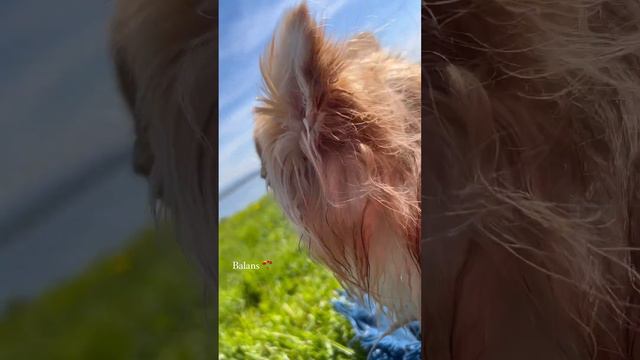 #dog #chihuahua #lionheart #sesjafoto смотреть онлайн