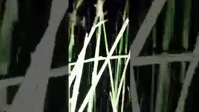 Как ловят саранчи смотреть онлайн