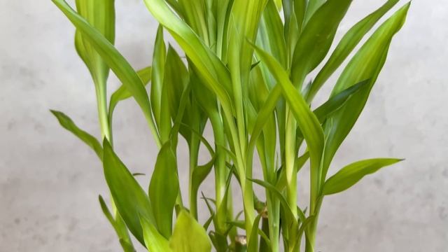 DIY aquatic plant pots from lucky bamboo best ideas for house plants смотреть онлайн