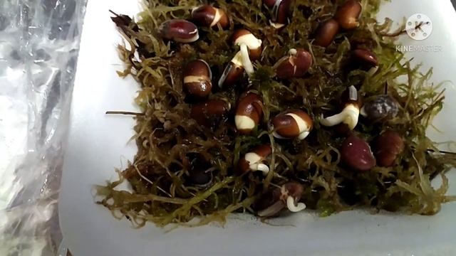 ДОЛИХОС( гиацинтовые бобы )- посадка на рассаду.