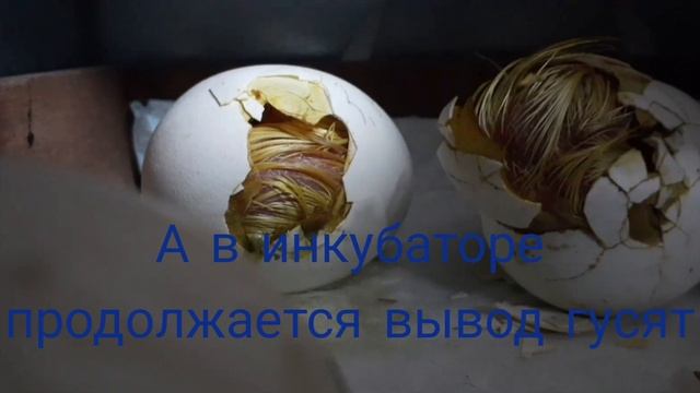 Суточные гусята породы Линда... смотреть онлайн