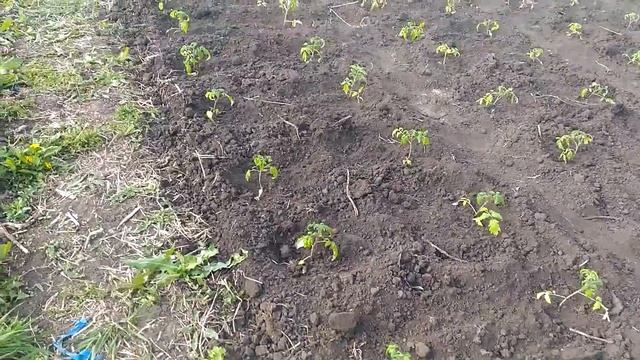 Высадка рассады помидор в открытый грунт. Сажаем морковку, свеклу, чеснок. смотреть онлайн