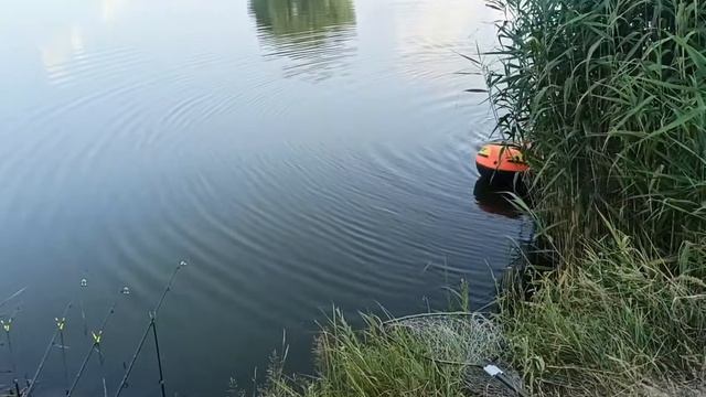 РЫБАЛКА НА ТРОФЕЙНОГО БЕЛОГО АМУРА! Ловля амура в харьковской области смотреть онлайн