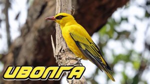 Иволга  Oriole