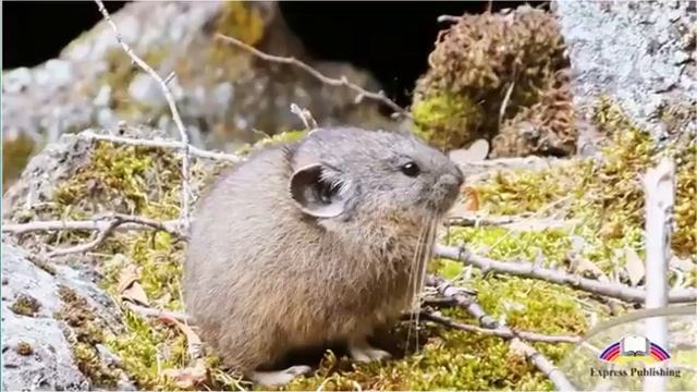 Excel 8 Module 1.The Steppe: A Golden Treasure