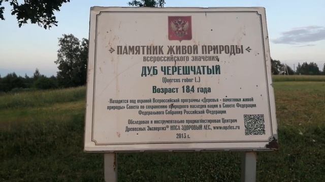 Сколько же лет дубу Кутузова? Мскваква считает 184 годика, а краеведы и предания голосят, что 250!! смотреть онлайн