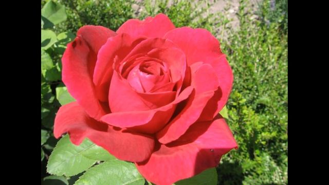 ... МоРе БеЗ БеРеГоВ... ЭтО МоЯ ЛюБоВь....avi смотреть онлайн