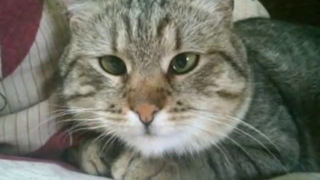 Спасенные жизни...одни из многих. смотреть онлайн