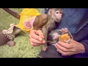 ВЕСЕЛО! Люська и Степашка ДЕЛЯТ ПАСТИЛУ, никто не хочет никому уступать!