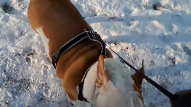 Щенок 6 мес. смотреть онлайн