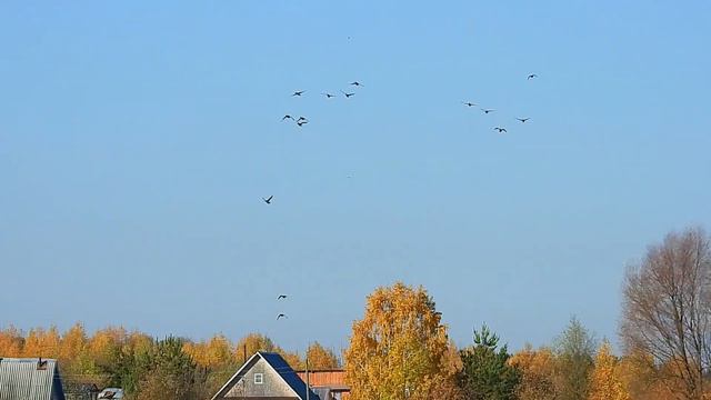 № 1745 04. 10. 2021 Утки летают смотреть онлайн