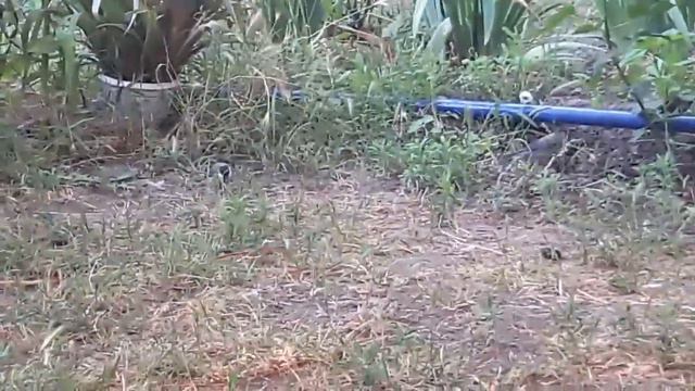 Синица кормит птенца смотреть онлайн