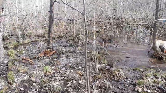 Первый минус лабрадора