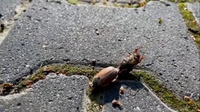 Майский жук или Майские хрущи! смотреть онлайн