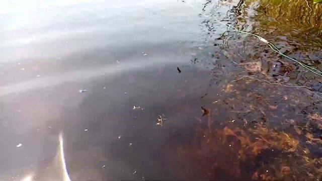 "ОЗЕРО" В ТАЙГЕ ТАМ ЖИВУТ МОНСТРЫ (ВТОРАЯ ЧАСТЬ) 06.21 г. смотреть онлайн