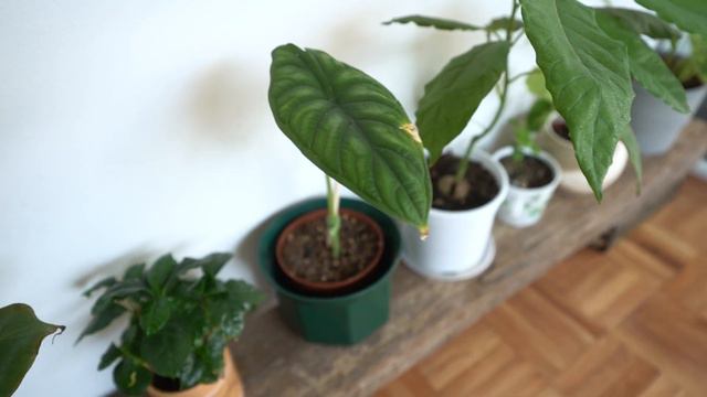 Plant Tour - Ottobre 2022 🌿 Dove tutto è iniziato смотреть онлайн