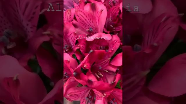 Alstroemeria flower | Summer flower | USA смотреть онлайн