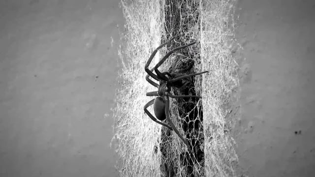 Meaning of black spider in a dream? Dreams about black spider смотреть онлайн