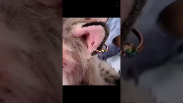 Fairy fox 🧚🏻♀️💜 смотреть онлайн