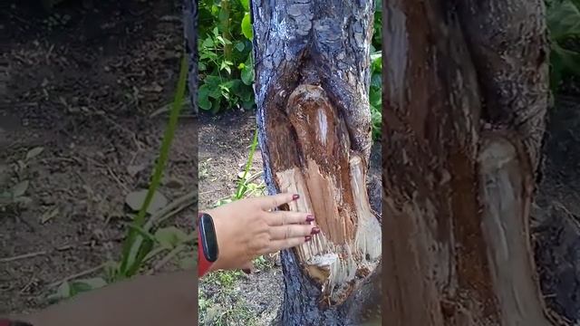 сломалась груша. что дальше?