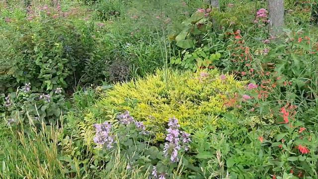 Прогулянка садом#сухостійкірослини#очитки#молодила#багаторічники#приватнийсадУкраїни#колекційнийсад смотреть онлайн