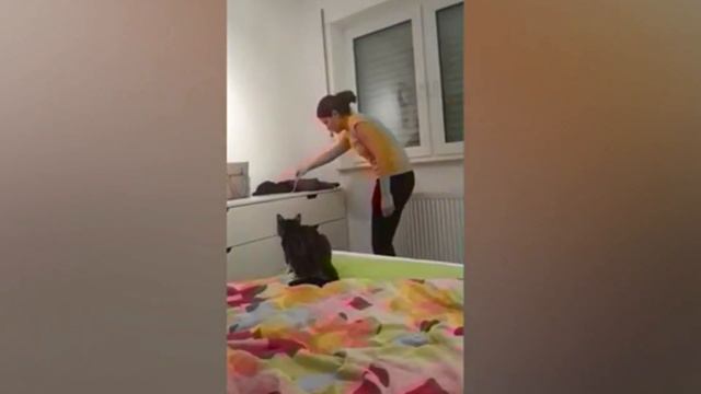 Смешные Кошки и Собаки 2021 / Вредные Кошки / Засмеялся Подписался смотреть онлайн