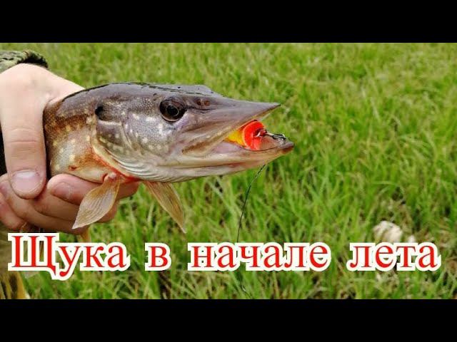 Рыбалка в начале лета классные щуки на спиннинг и много чебака на удочку. #NIK_72 смотреть онлайн