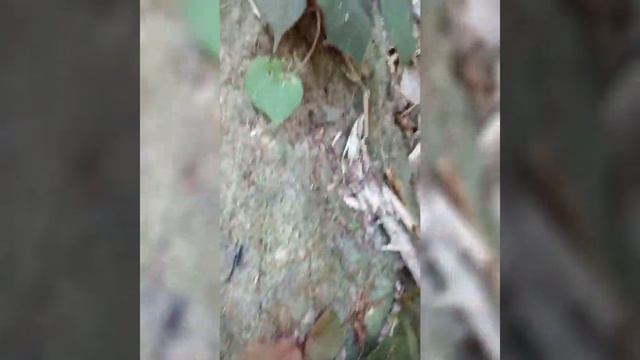 Hunting Ornamental Plants in the Forest Part 5 (Rainforest of Central Luzon Phillipines) смотреть онлайн