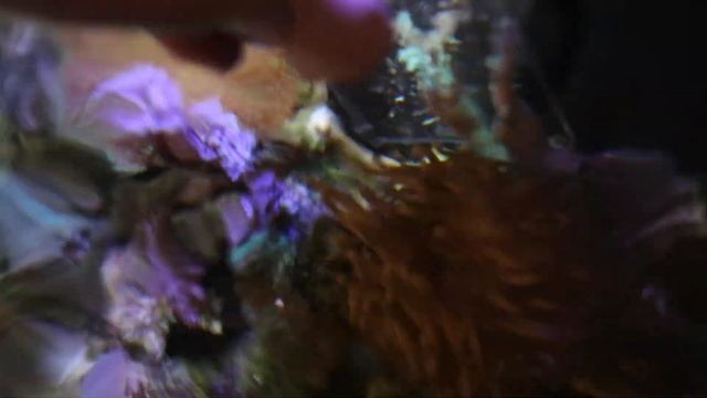 Cypraea tigris( Тигровая ципрея) смотреть онлайн