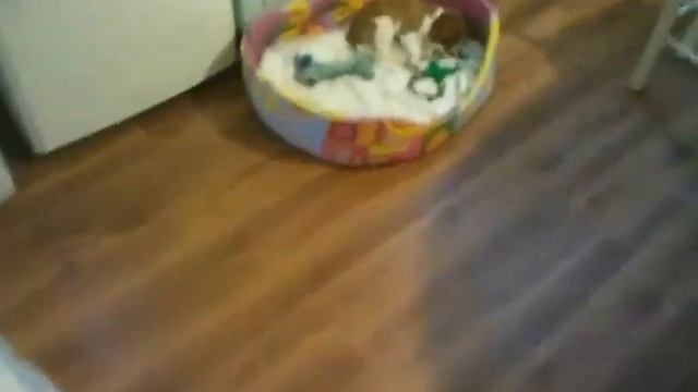 Кавалер Кинг Чарльз Спаниель