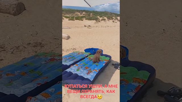 Той-пудель. На море. Прикольные видео с животными. смотреть онлайн