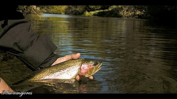 Milonga al reves | CARLOS MARCHESINI