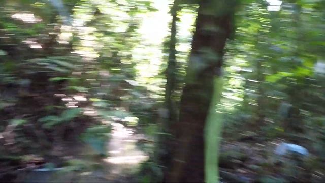 Amazon trees: Allantoma lineata (Lecythidaceae) смотреть онлайн