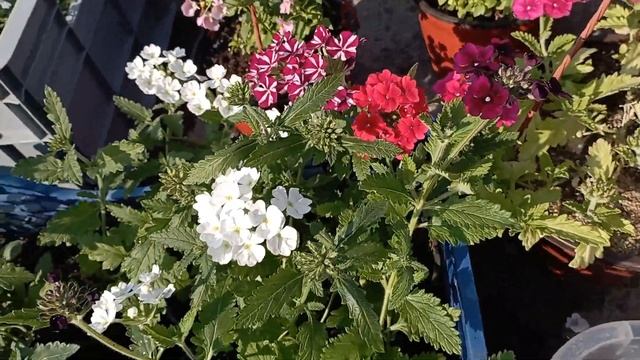 Трансляция с рынка! Продаю свою рассаду цветов смотреть онлайн
