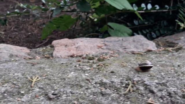 Древние Укры идут в семью европейских народов... смотреть онлайн