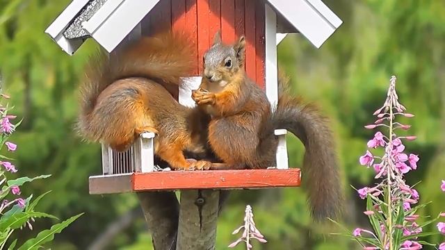 Деревенский пацан выходил осиротевшего зверя, не ведая что он сотворит потом смотреть онлайн