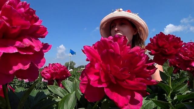 Бархатный красный пион OLD FAITHFUL / Сад Ворошиловой смотреть онлайн