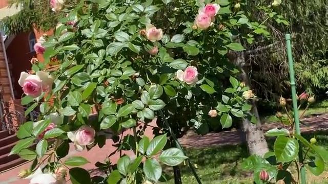 ЛЮБИТЕЛИ РОЗ, МЫ СТАЛИ ЗАЛОЖНИКАМИ СВОЕГО САДА. ОПОМНИТЕСЬ! смотреть онлайн