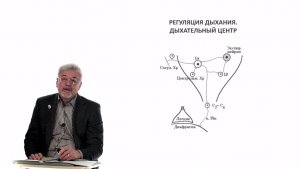 Евсеев А.В. Нормальная физиология. Лекция №23. Регуляция дыхания. Пищевой центр. Теории голода. 2024
