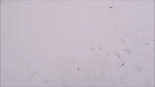 Клев супер плотвы. смотреть онлайн