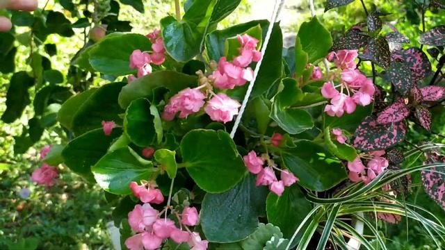 Композиции в кашпо спустя месяц после высадки. смотреть онлайн