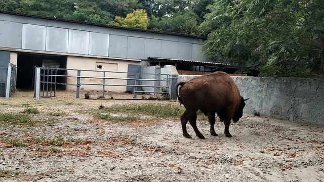 Прогулка по зоопарку. Зоопарк Одессы-гомодриллы , быки и ..! zoo! смотреть онлайн